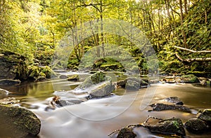 Long exposure view of the autumn forest