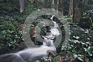Long exposure view of water gushing down a creek in a forest