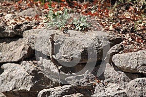 Lizard Climb on a Rock