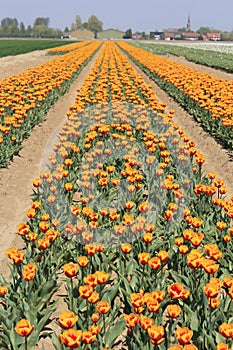 A long field with orange tulips in the dutch countryside in spring