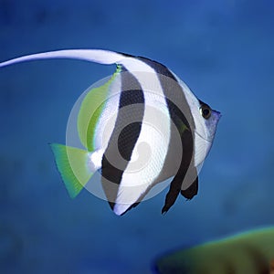 Long-fin bannerfish