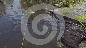 Long Fin Eels, pan over pond swarming with eels