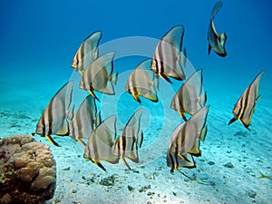 Long fin Longfin Batfish Platax family Ephippidae . photo