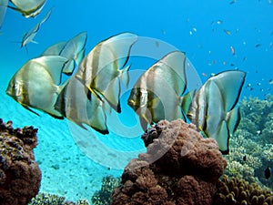 Long fin Longfin Batfish Platax family Ephippidae - grows up to 70cm. photo