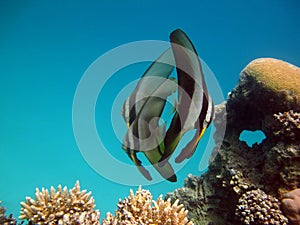 Long fin Longfin Batfish Platax family Ephippidae - grows up to 70cm. photo