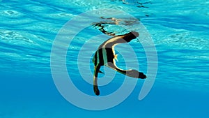 Long fin Longfin Batfish Platax family Ephippidae photo