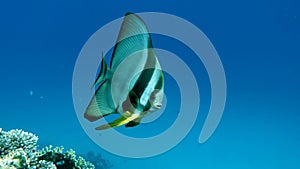 Long fin Longfin Batfish Platax family Ephippidae photo
