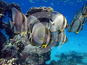 Long fin Longfin Batfish Platax family Ephippidae photo