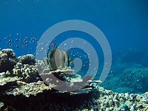 Long fin Longfin Batfish Platax family Ephippidae photo