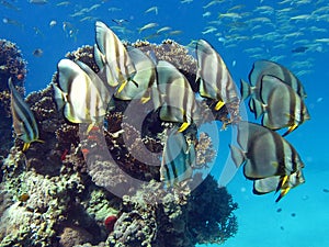 Long fin Longfin Batfish Platax family Ephippidae photo