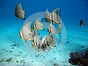 Long fin Longfin Batfish Platax family Ephippidae . photo