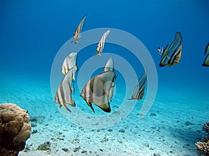 Long fin Longfin Batfish Platax family Ephippidae . photo