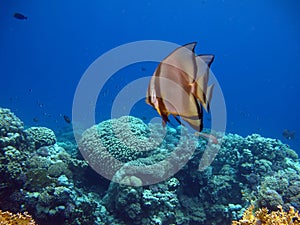 Long fin Longfin Batfish Platax family Ephippidae . photo
