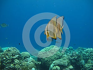 Long fin Longfin Batfish Platax family Ephippidae . photo