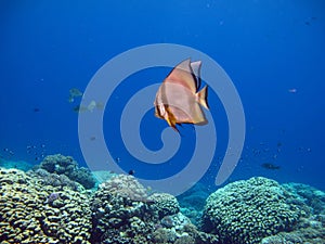 Long fin Longfin Batfish Platax family Ephippidae . photo