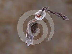 Long-fingered bat flying