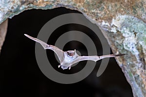 Long-fingered bat flying from cave