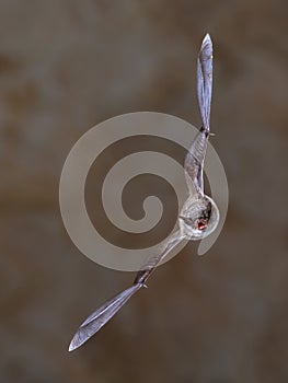 Long-fingered bat flying