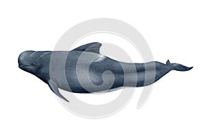 Long-finned pilot whale