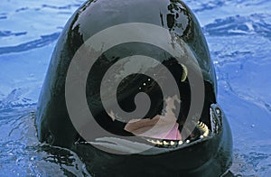 Long-Finned Pilot Whale, globicephala melaena, Adult with Open Mouth