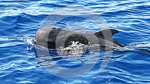 The long-finned pilot whale Globicephala melas