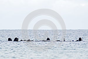 Long-finned Pilot Whale - Globicephala melas