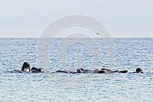 Long-finned Pilot Whale - Globicephala melas