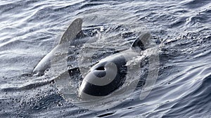 Long-finned Pilot Whale, El Estrecho Natural Park, Spain photo