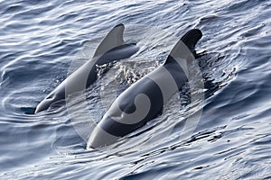 Long-finned Pilot Whale, Straits of Gibraltar Natural Park, Spain