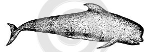 Long Finned Pilot Whale, vintage illustration