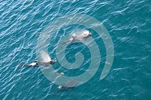 Long-finned Pilot Whales