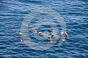 Long-finned Pilot Whales
