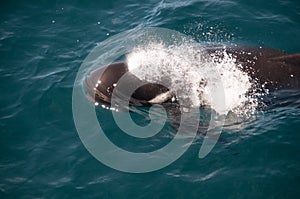 Long-finned Pilot Whales