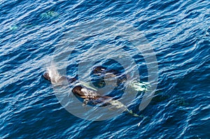 Long-Finned Pilot Whales in the Southern Atlantic Ocean