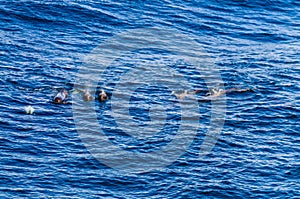 Long-Finned Pilot Whales in the Southern Atlantic Ocean