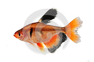 Long Finned Serpae Tetra Barb Hyphessobrycon eques aquarium fish photo