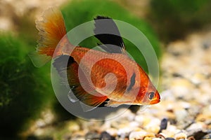 Long Finned Serpae Tetra Barb Hyphessobrycon eques aquarium fish