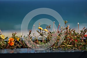 Long flower pot at the Black Sea seaside