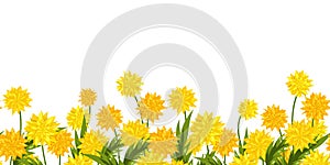 Long format Seamless Border of Dandelion flower