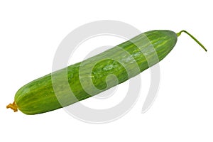 Long Fresh Cucumber