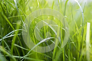 Long fresh green grass texture background view of grass garden Ideal concept used for making green flooring, lawn for training