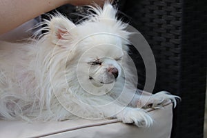 A long fur pet white Chihuahua