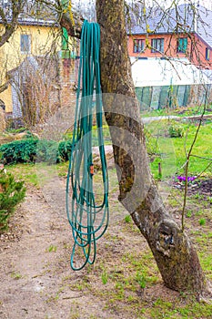 A long garden hose hangs in a tree and is ready to be used for garden watering