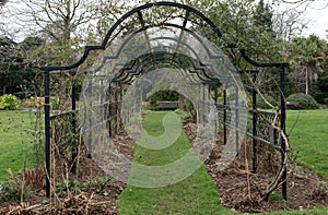 Midwinter garden rose arch. Waiting for spring to blosom again