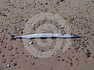 Long garfish photo