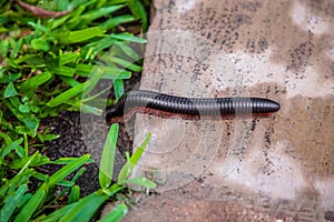 Long giant african millipede very cloce in a wild nature.