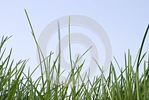 Long grass