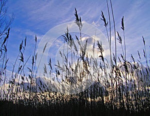 Long grass