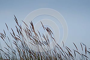 Long grass on aside beach on blue sky