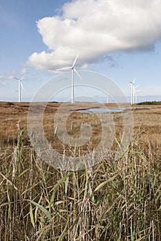 Long grass and bogland with wind turbines